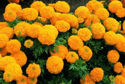 Picture of Marigold African - Inca Series F1 Gold